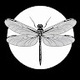 the Dragnfly